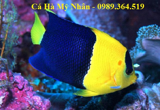 ca-buom-hai-mau-bicolor-angelfish
