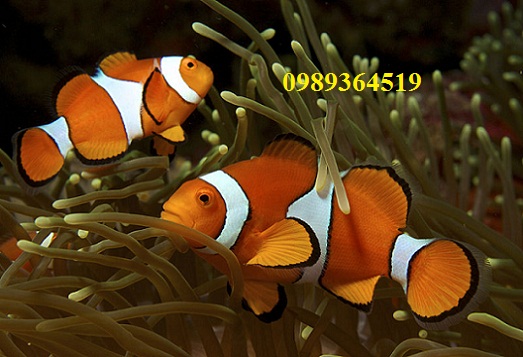 ca-he-mau-cam-ocellaris-clownfish-captive-bred-nemo-cam