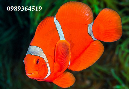 ca-he-mau-hat-de-maroon-clownfish