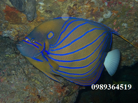 ca-than-tien-vong-xanh-annularis-angelfish