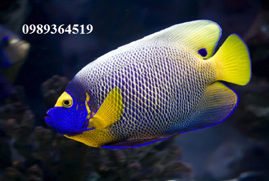 ca-than-tien-mat-xanh-blueface-angelfish